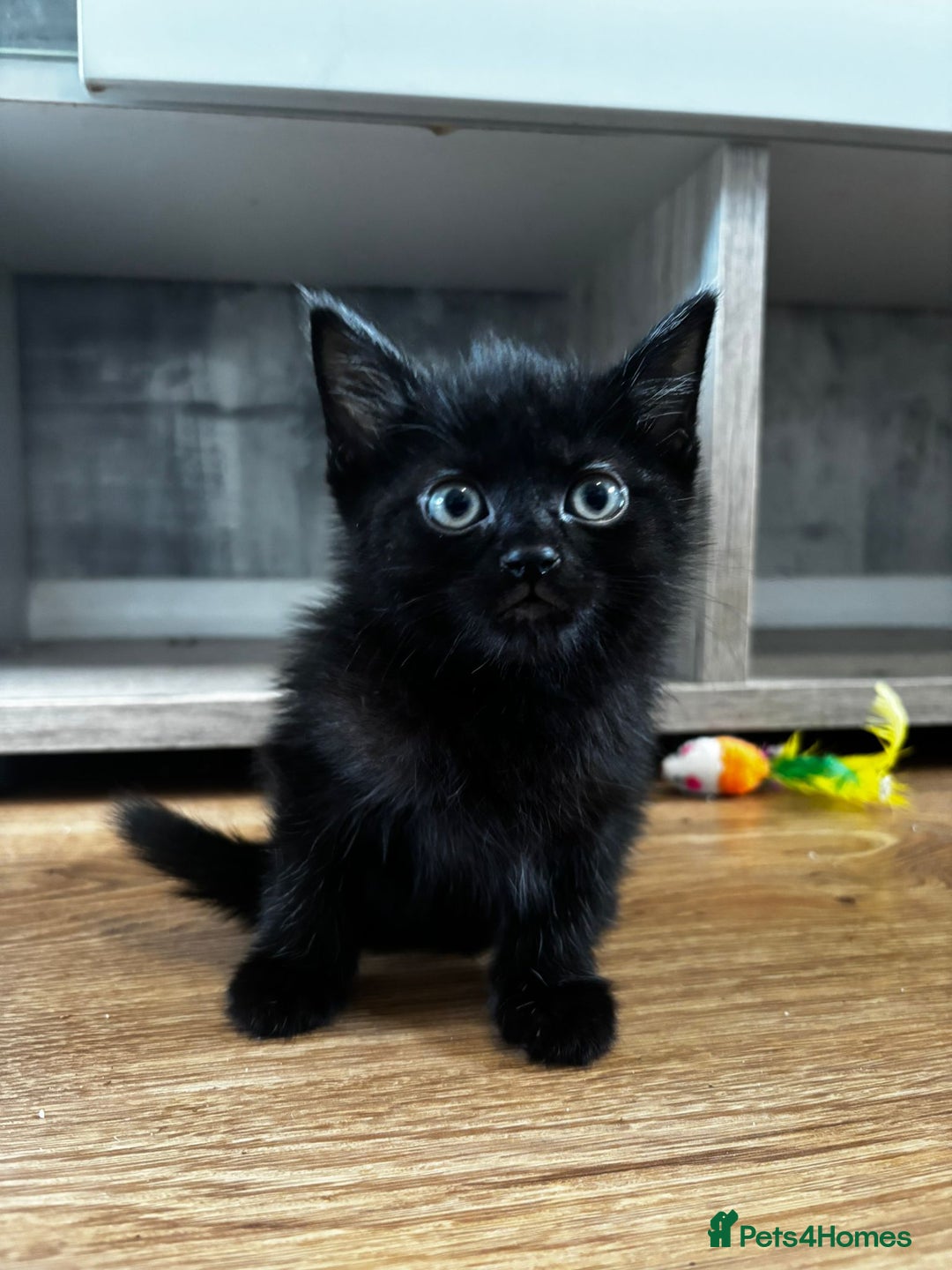 Mixed Breed cats for sale: 2 girls and 2 boys  - Advert 8