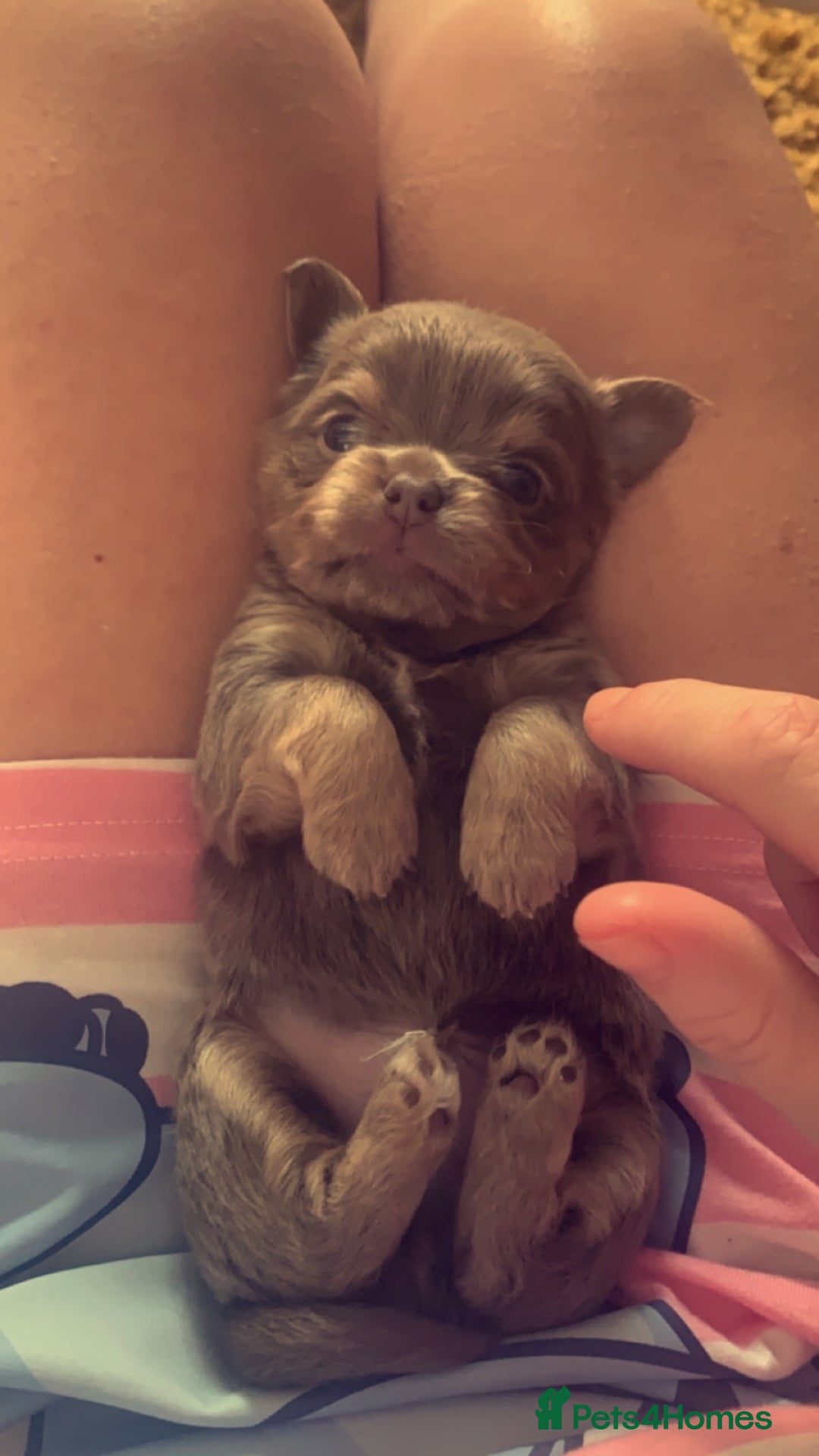 Chihuahua dogs for stud: My handsome boy for stud russian import in Durham - Advert 9