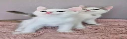 Munchkin cats for sale: Beautiful Munchkin kittens  - Advert 14