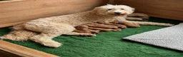 Double Doodle dogs for sale: Standard Double Doodle Puppies Due November🤎🐾 - Advert 4