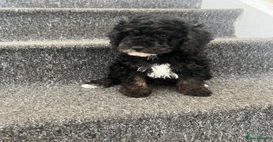 Miniature Poodle dogs - Advert 1