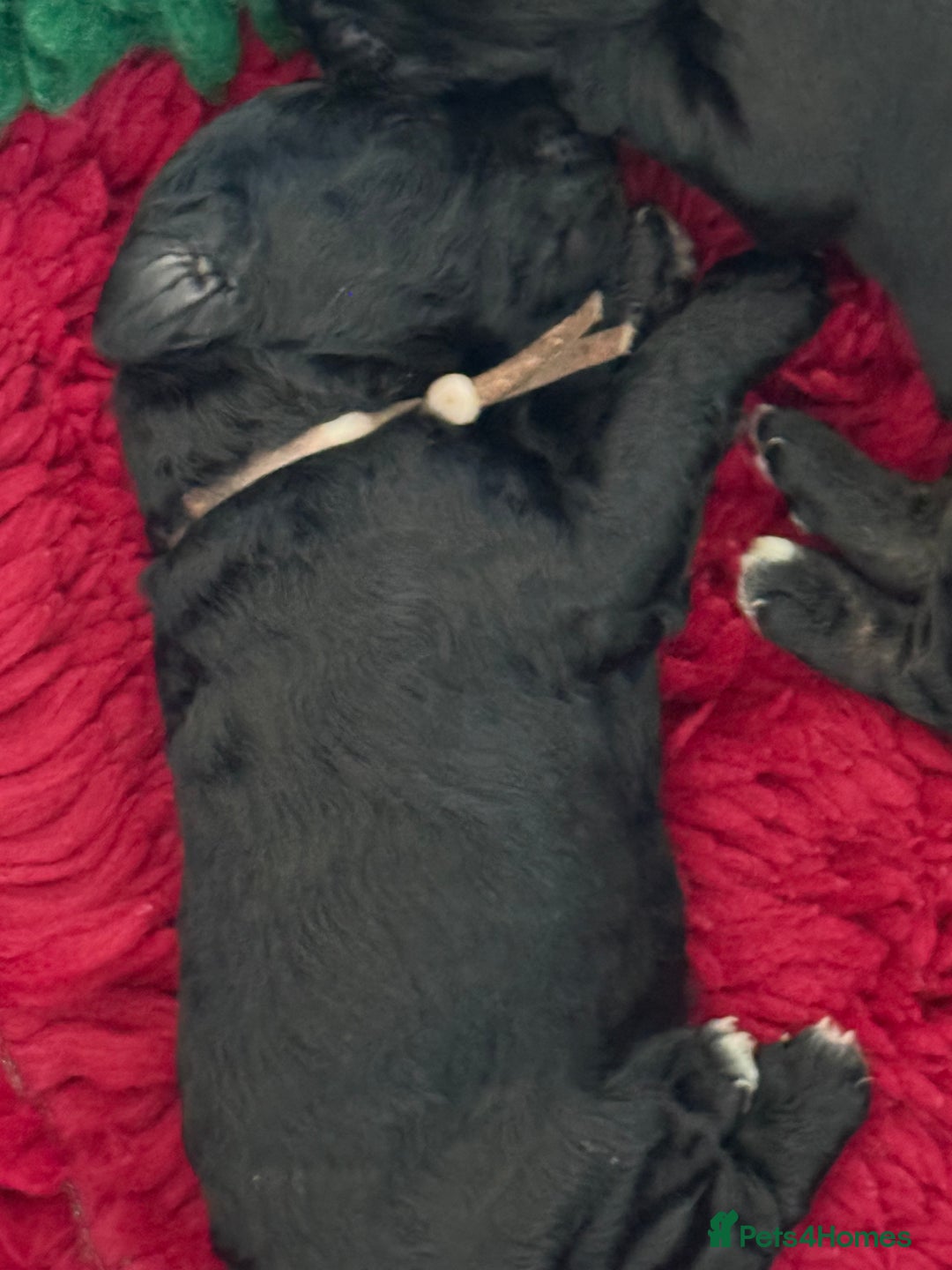 Mixed Breed dogs for sale: 5* medium half Australian labradoodles - Image 18