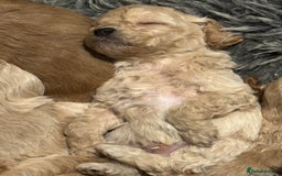 Cavachon dogs for sale: Super friendly, Litter trained Cavapoochon’s - Image 35