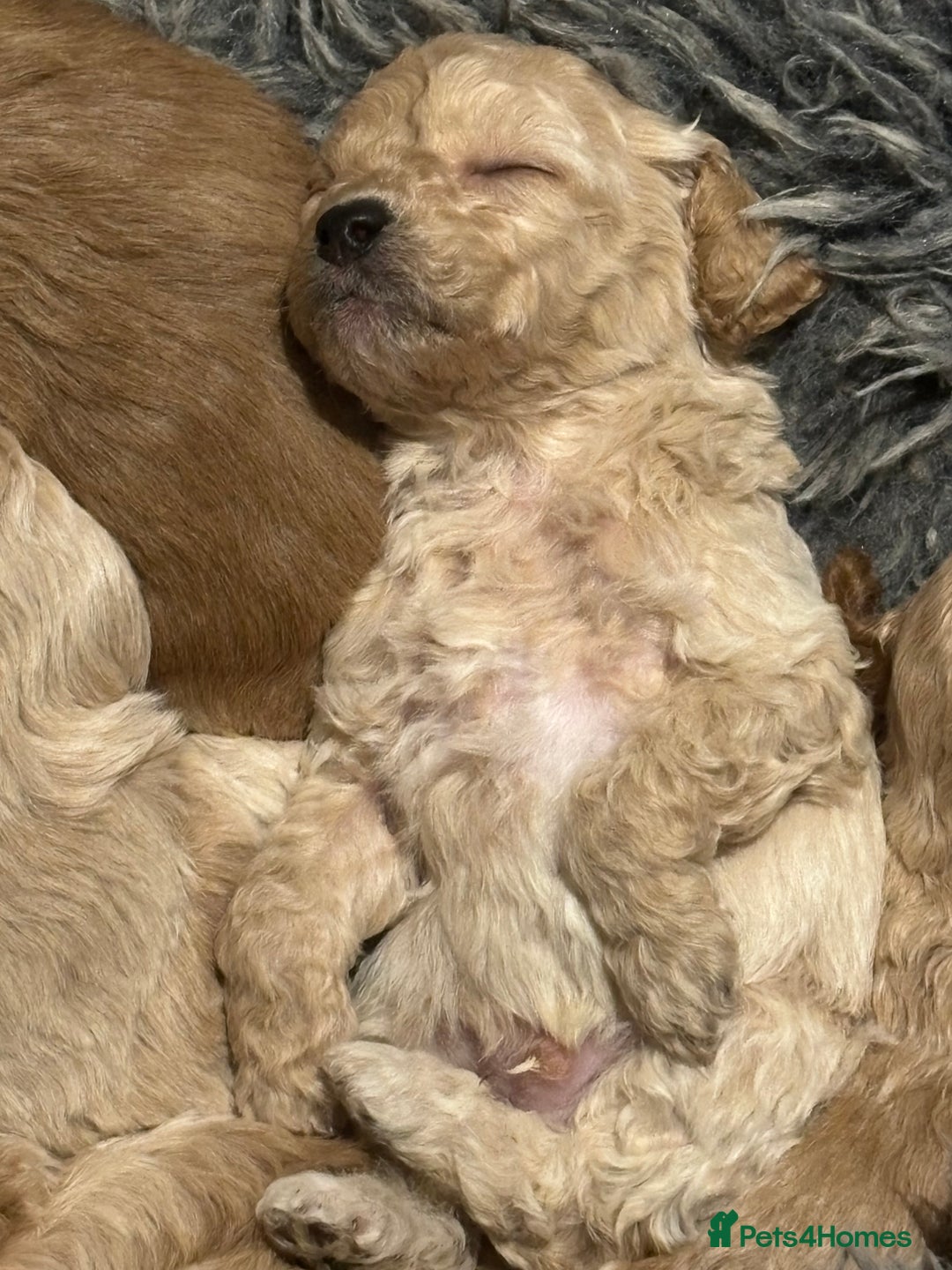 Cavachon dogs for sale: Super friendly, Litter trained Cavapoochon’s - Image 35