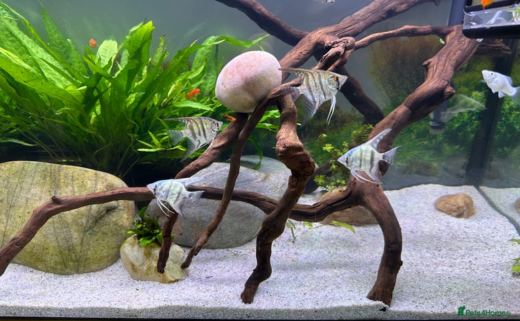 Angelfish fish - Advert 1