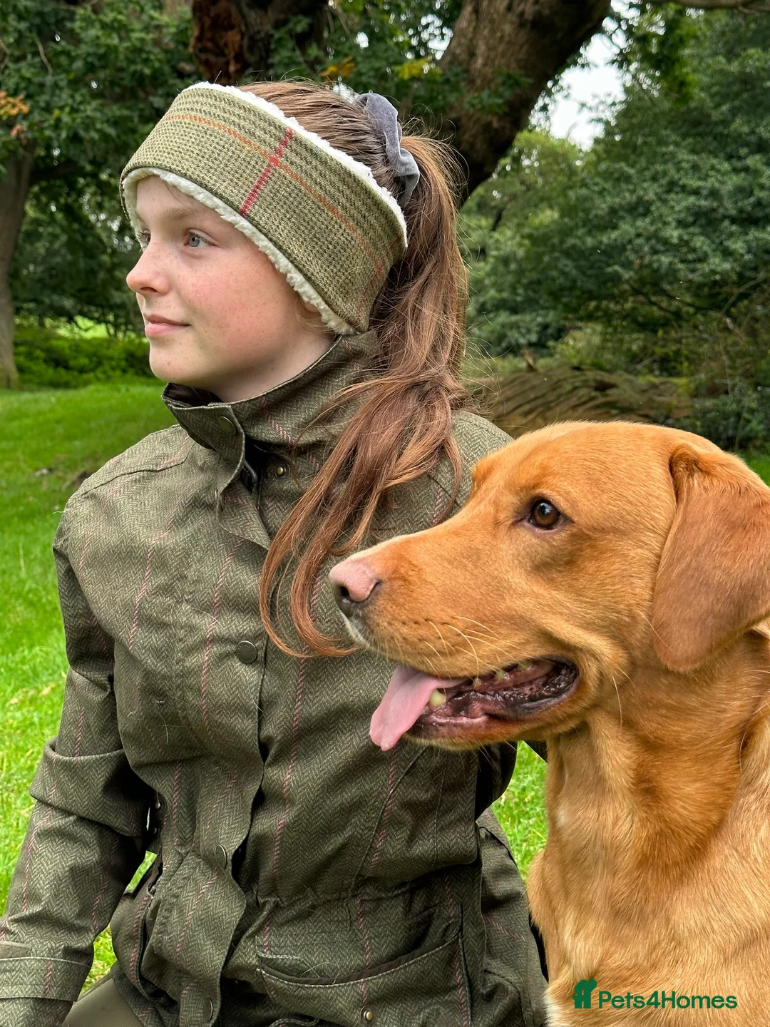 Labrador Retriever dogs for stud: paddy in Cottingham - Advert 2