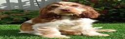 Cocker Spaniel dogs for sale: KC REG SHOW COCKER SPANIELS - Advert 14