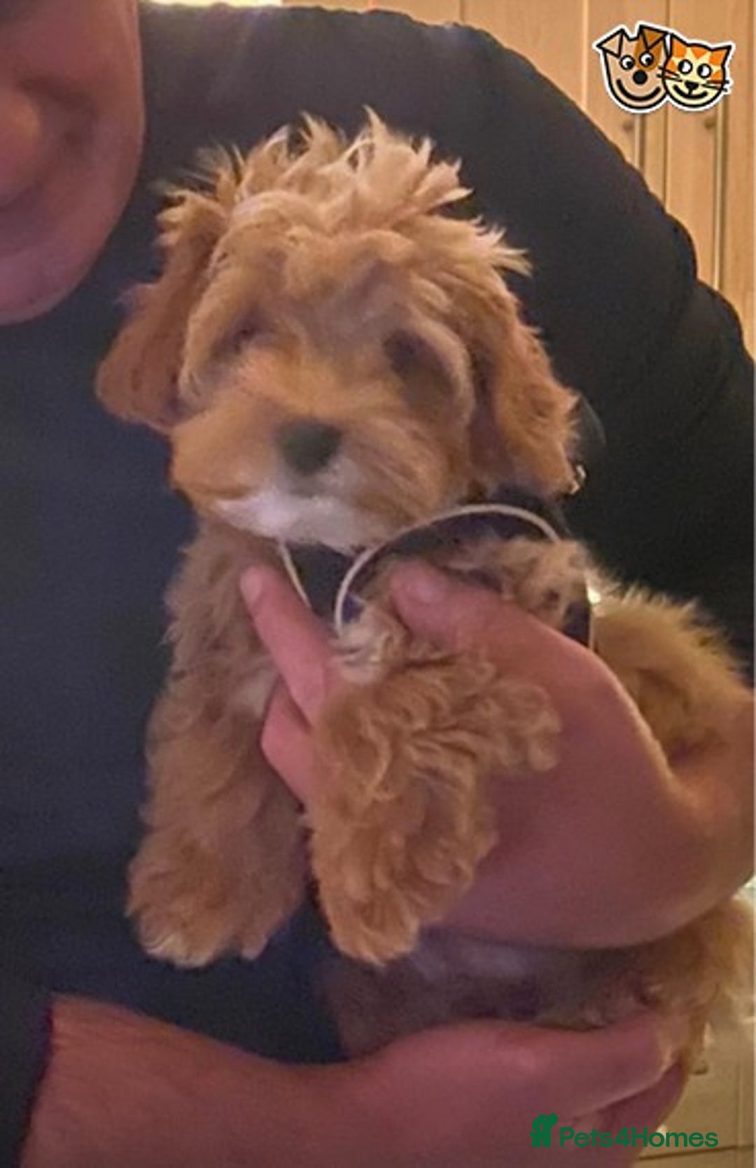 Toy Poodle dogs for stud: KC (FULLY HEALTH TESTED )RED TOY POODLE STUD in Galston - Advert 18