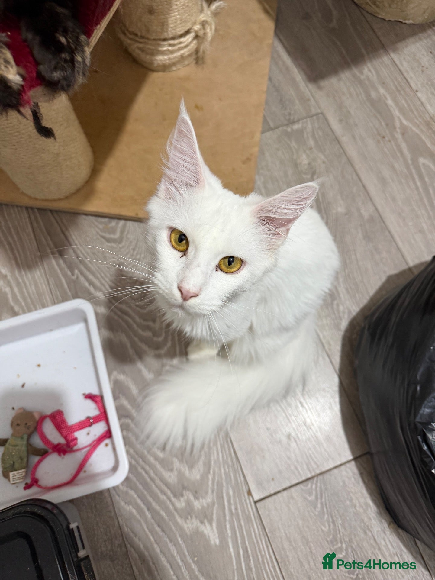 Maine Coon cats for sale: 2 female Maincoon sister for sale together  - Advert 12