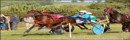 Trotter horses for sale: Beautiful Standardbred Mare For Sale - Advert 5
