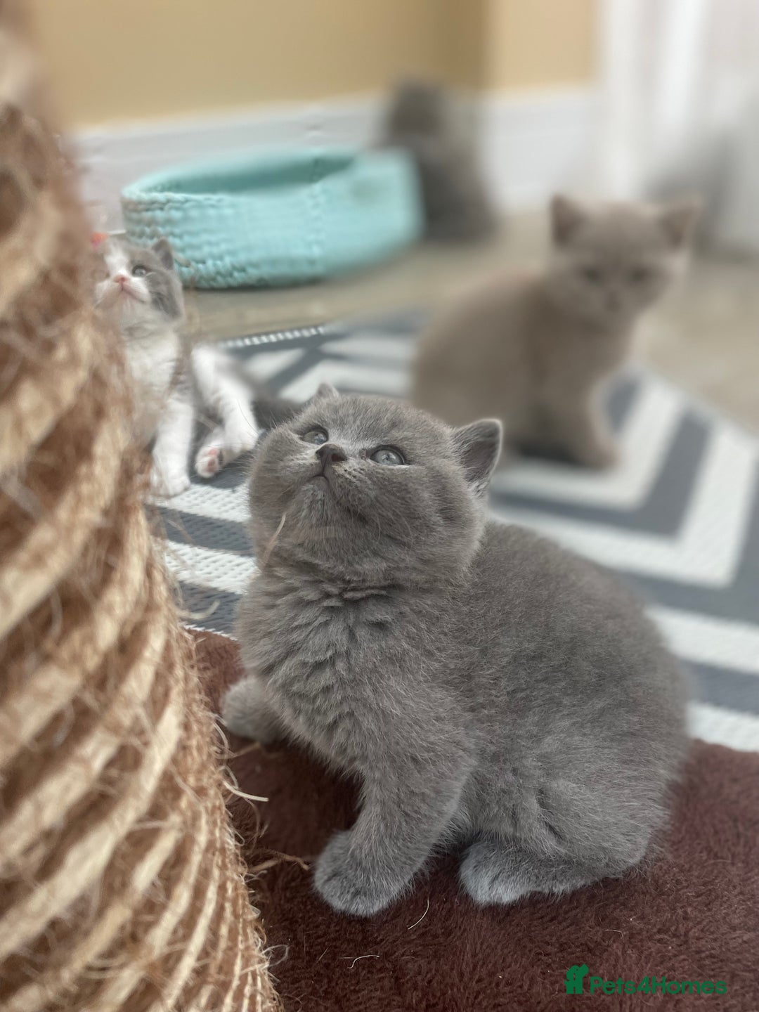 British Shorthair cats for sale: Champion Bloodline British Shorthair/Longhair - Image 3