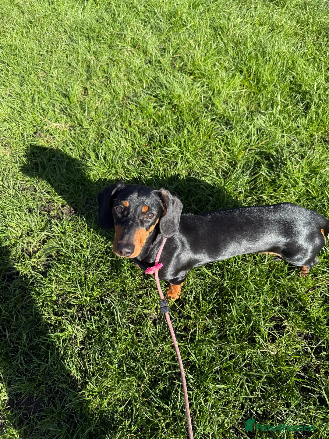 Miniature Dachshund dogs for sale: Willow - 10 months  - Advert 2