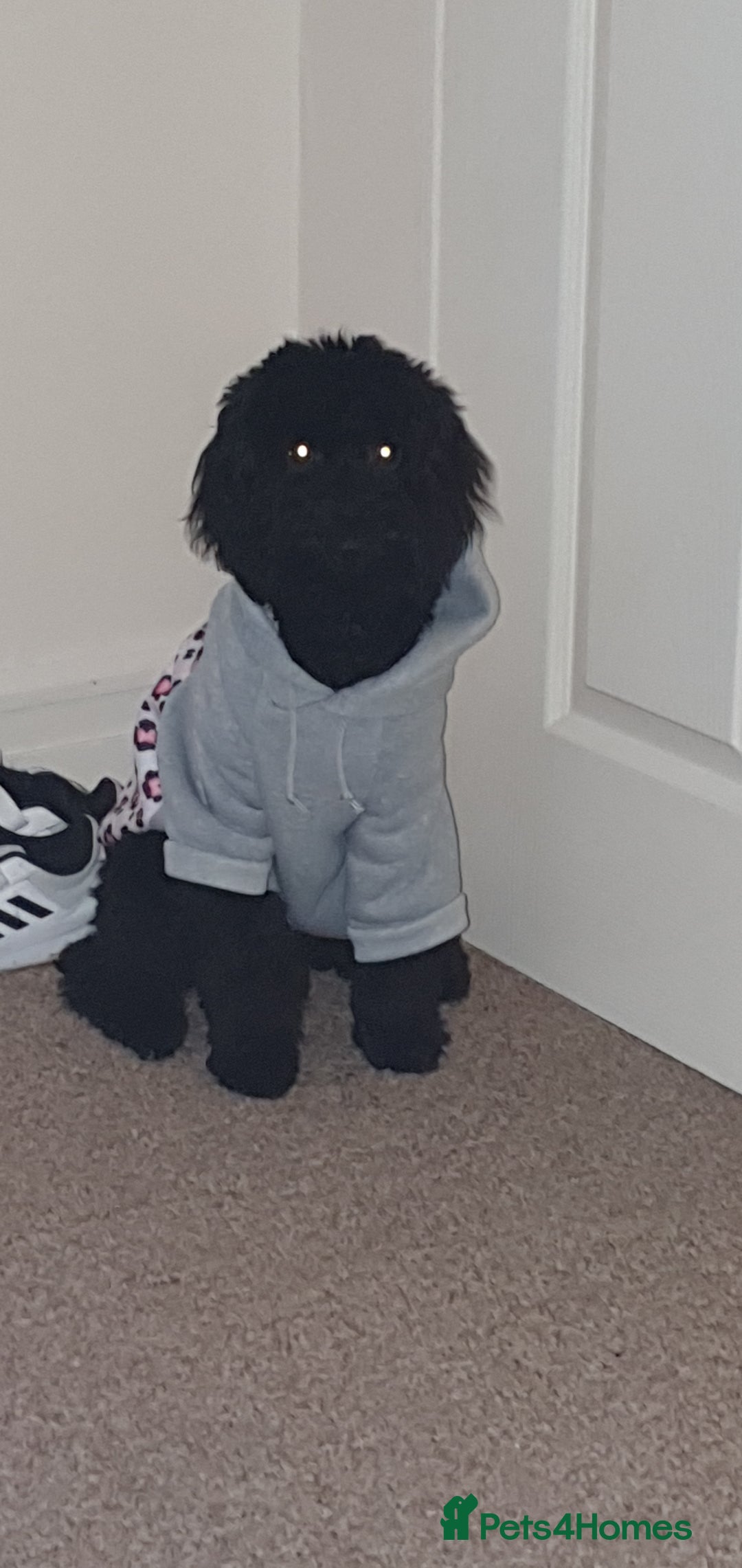 Cockapoo dogs for sale: 3 year old cockapoo bitch - Advert 5