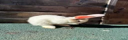 Giant Papillon rabbits for sale: continental giant , minilop , netherland draft - Advert 1