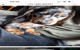 Dachshund dogs for stud: Stunning male standard dachshund for stud - Image 3