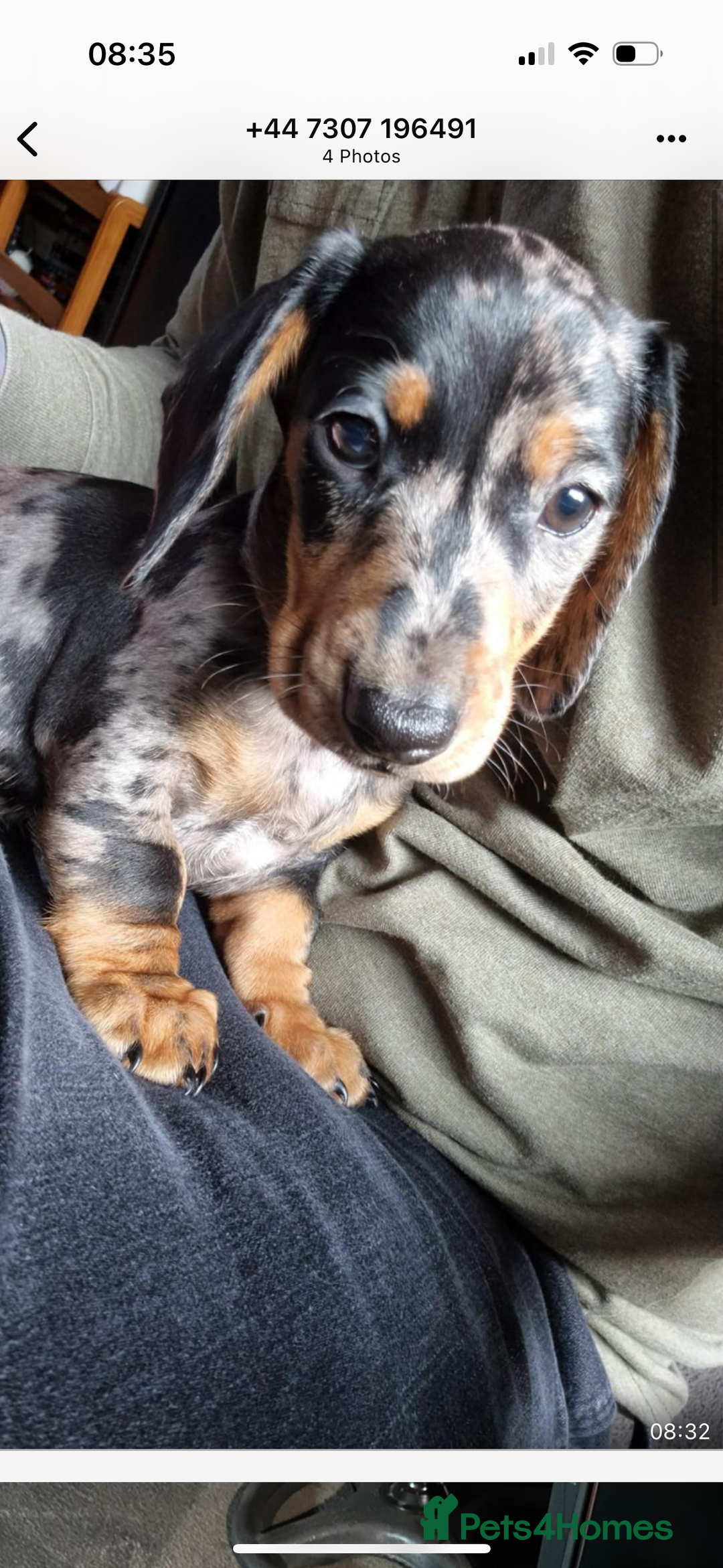 Dachshund dogs for stud: Stunning male standard dachshund for stud - Image 3