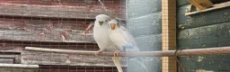 Budgerigars birds for sale: 10 budgies to go together - Advert 2