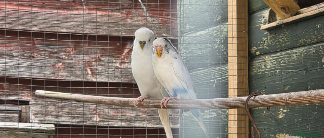 Budgerigars birds for sale: 10 budgies to go together - Advert 2