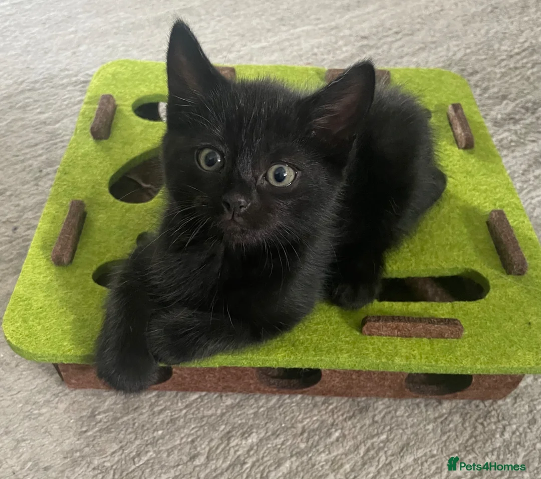 Mixed Breed cats for sale: Beautiful girl😻🐈‍⬛🐈‍⬛🐈‍⬛ - Advert 1