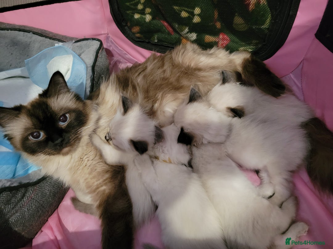 Ragdoll cats for sale: 5 very loved and spoiled Ragdoll kitttens - Advert 2