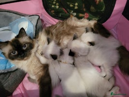 Ragdoll cats 5 very loved and spoiled Ragdoll kitttens - Advert 4