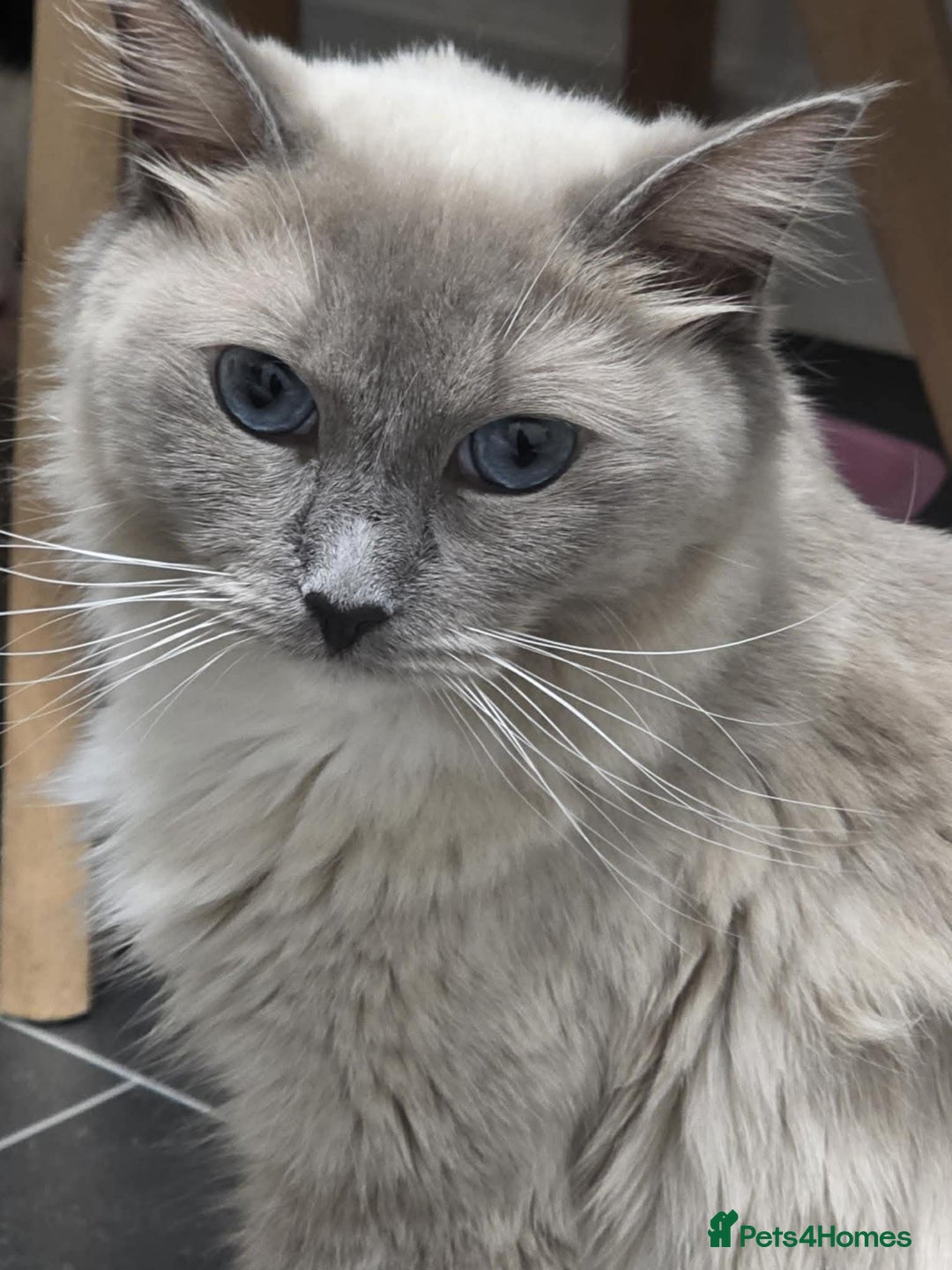 Ragdoll cats for sale: 4 Male Ragdoll Kittens  - Advert 1