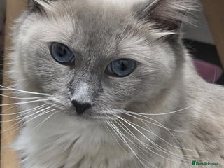 Ragdoll cats 4 Male Ragdoll Kittens - Advert 1