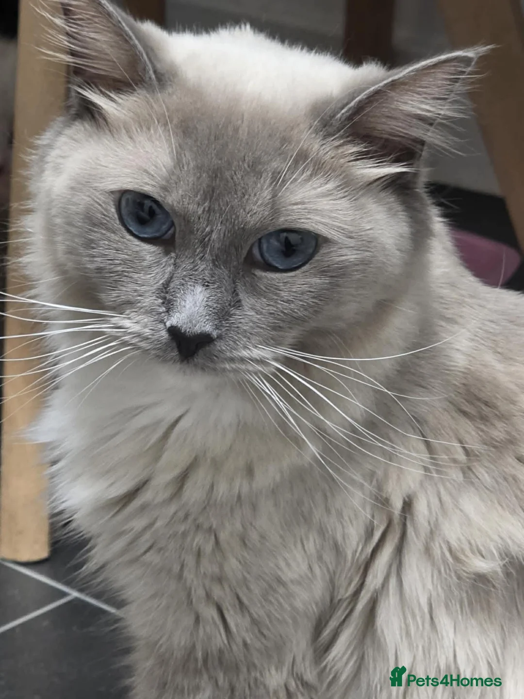 Ragdoll cats for sale: 4 Male Ragdoll Kittens  - Advert 1