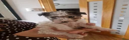 Fox Terrier dogs for sale: Wired fox terrier puppies  - Advert 18