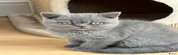 British Shorthair cats for sale: Beautiful Blue British Shorthair kittens ready now in Bedford - Advert 4
