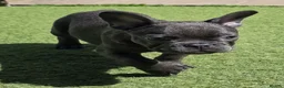 French Bulldog dogs for sale: REDUCED Stunning French Bulldog Pups  - Advert 28