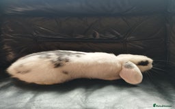 Mini Lop rabbits for sale: Friendly baby boy ready to leave 🤩 in Market Drayton - Image 2