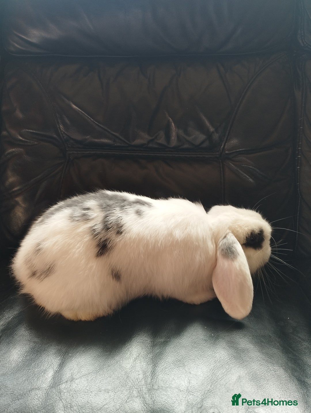 Mini Lop rabbits for sale: Friendly baby boy ready to leave 🤩 in Market Drayton - Image 2