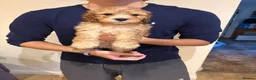 Cockapoo dogs for sale: ✨NOW READY 2 LEFT Golden Cockapoo Puppies✨ - Advert 20