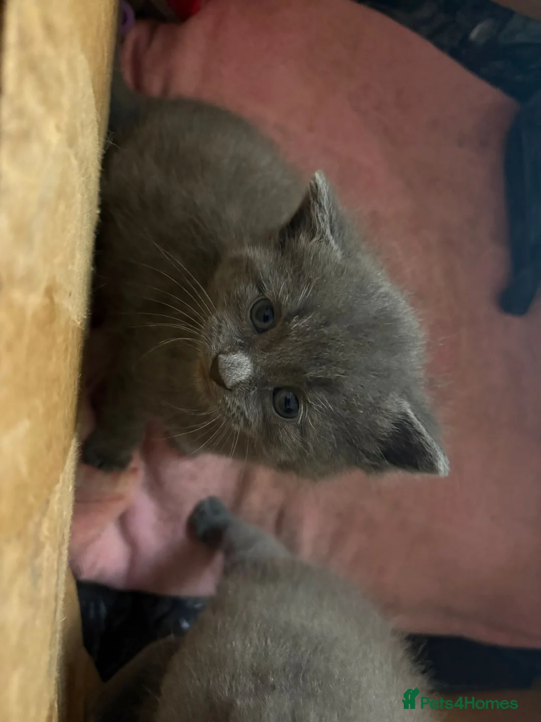 Russian Blue cats for sale: Russian blue grey kittens - Advert 2