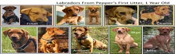 Labrador Retriever dogs for sale: Red Fox Labs : Health Checked-KC Reg,FTCH Pedigree - Advert 11