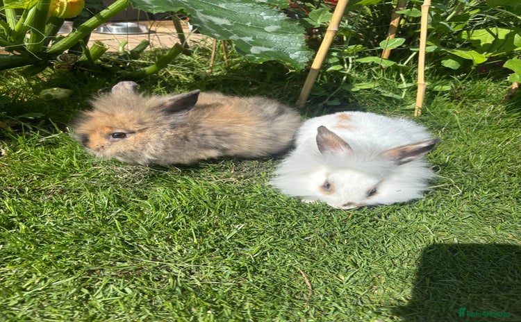 Lionhead rabbits - Advert 10