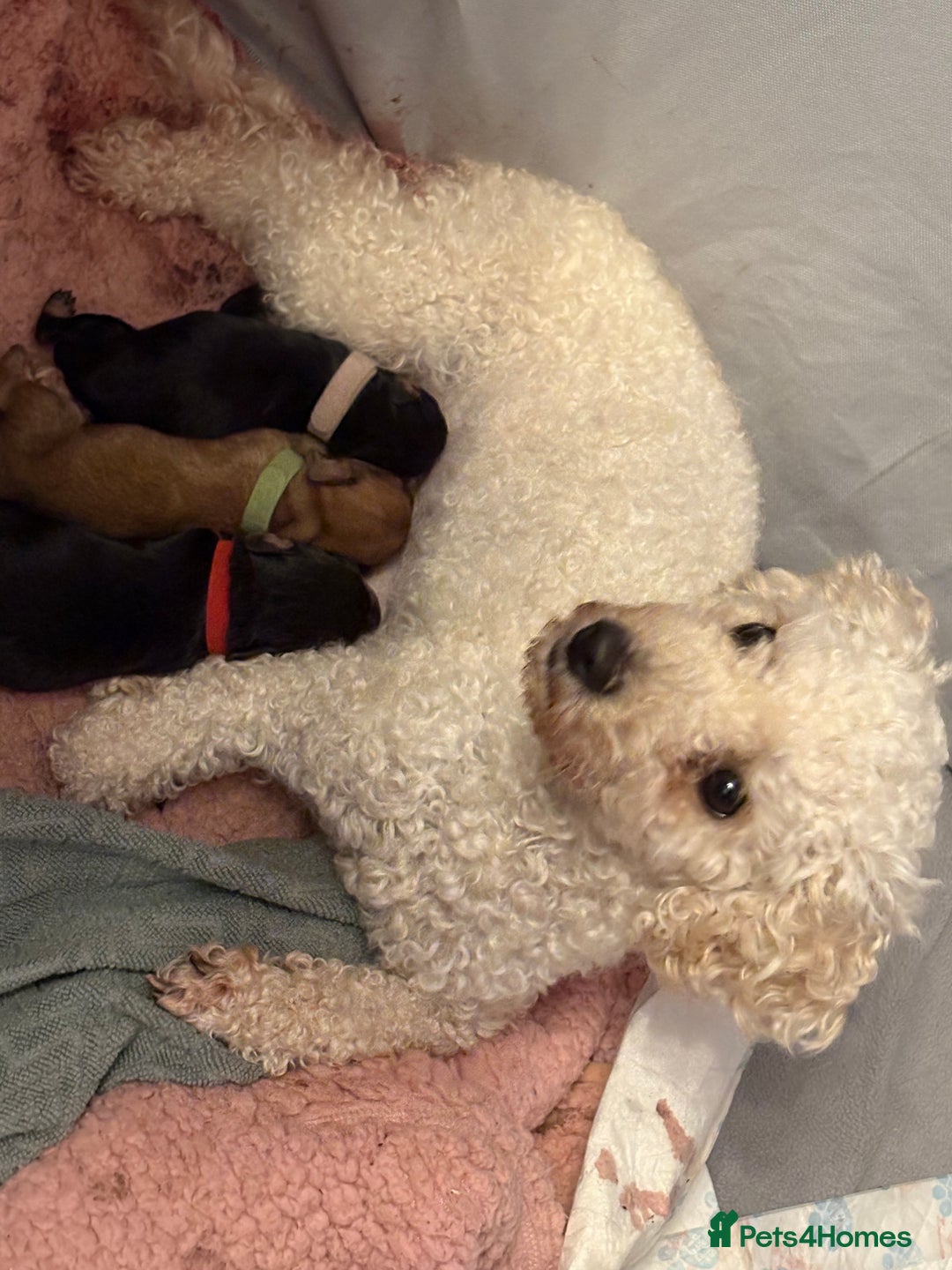 Mixed Breed dogs for sale: Doxie poo puppies - Image 16