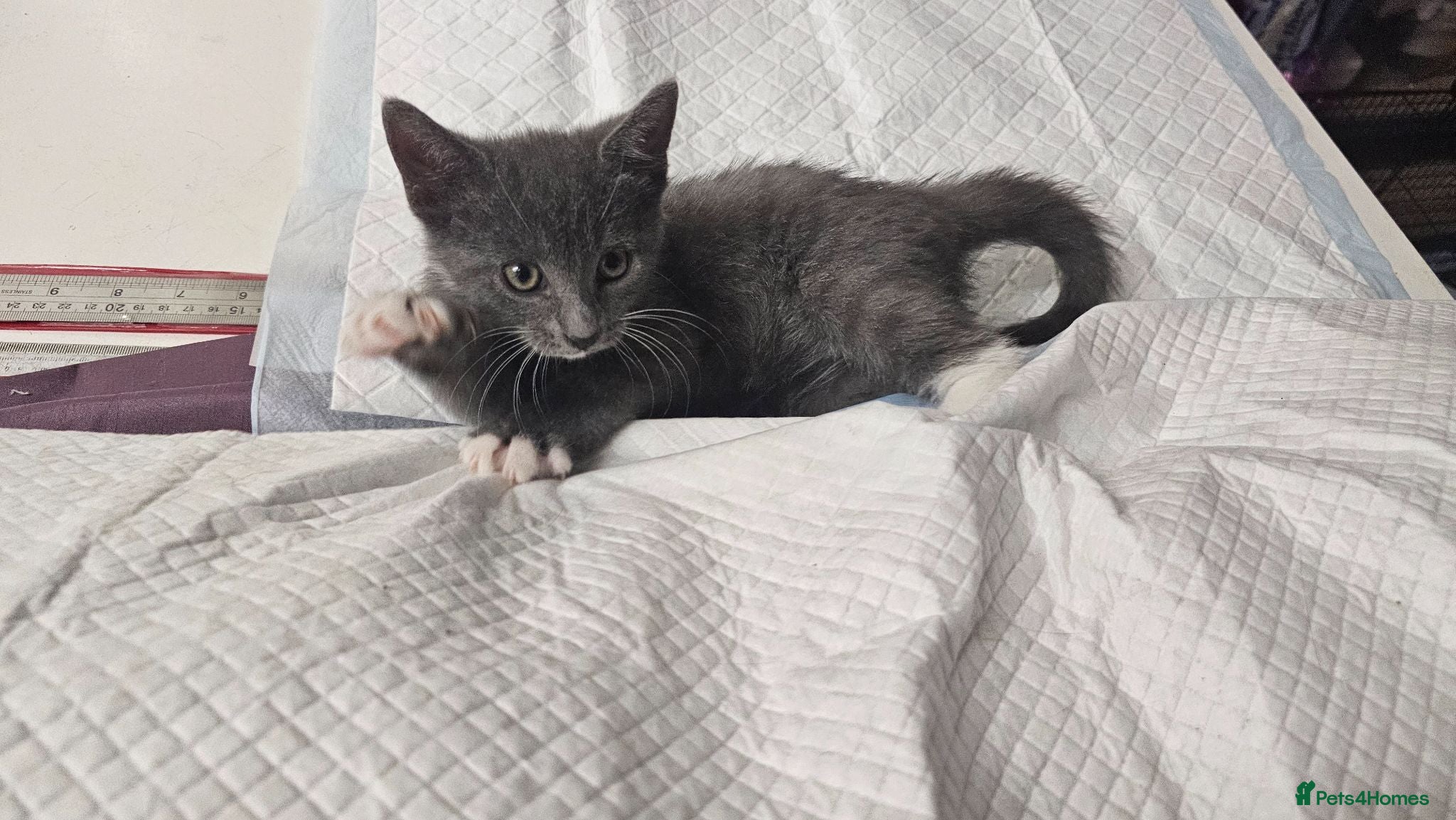 Mixed Breed cats Loving and cute grey kitten - Advert 1