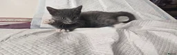 Mixed Breed cats for sale: Loving and cute grey kitten in Enfield - Advert 1
