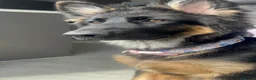 German Shepherd dogs for sale: German Shepherd Puppy  - Advert 1