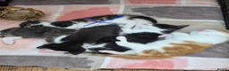 Mixed Breed cats for sale: 🐱 Cute Kittens for Sale 🐾  - Advert 4