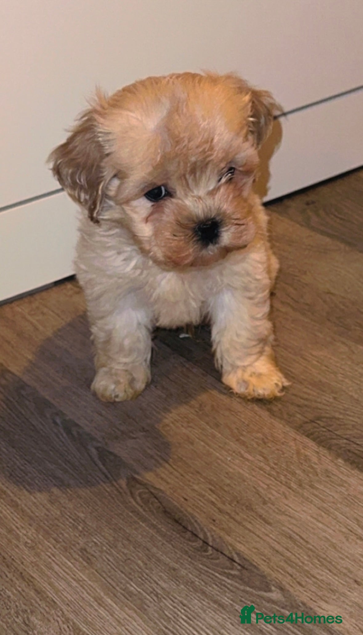 Maltipoo dogs Beautiful Maltipoo With All Essentials £750 - Advert 2