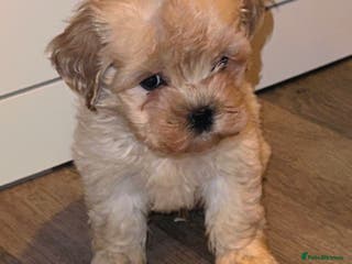 Maltipoo dogs Beautiful Maltipoo With All Essentials £750 - Advert 2