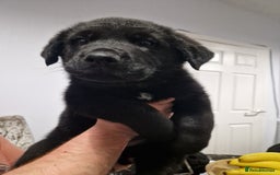 Mixed Breed dogs for sale: Rottweiler  and long haired shepherd mix pups - Advert 4