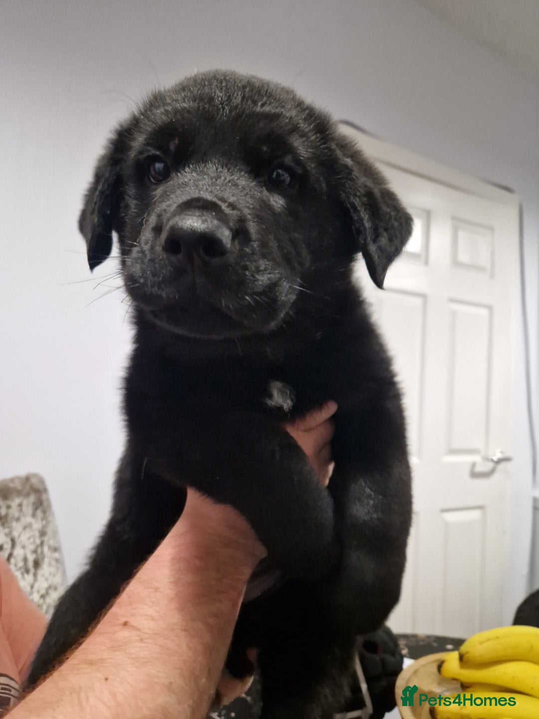 Mixed Breed dogs for sale: Rottweiler  and long haired shepherd mix pups - Advert 4