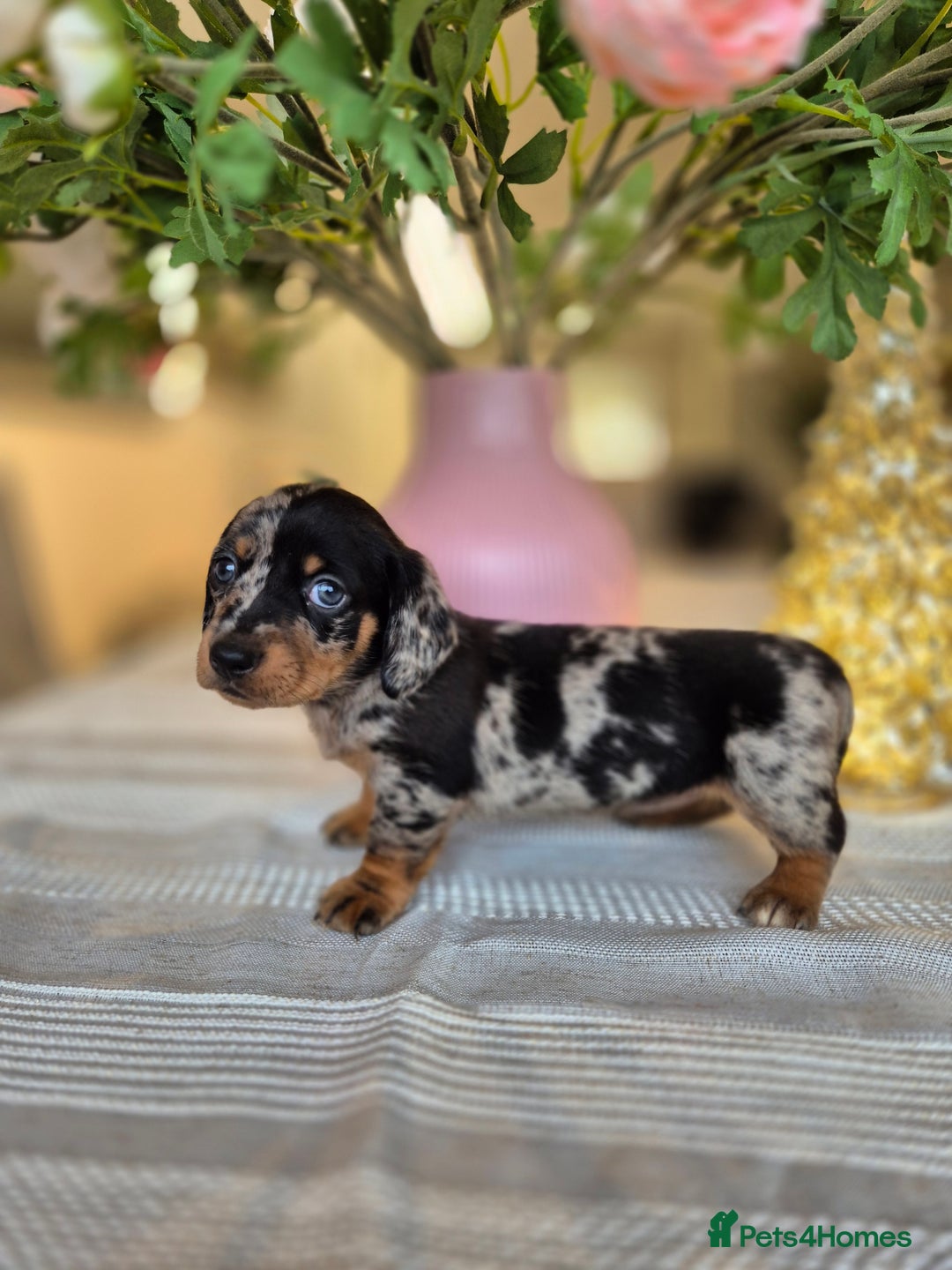 Dachshund dogs for sale: 💙Miniature Dachshund puppies! First litter!🩷  - Advert 17