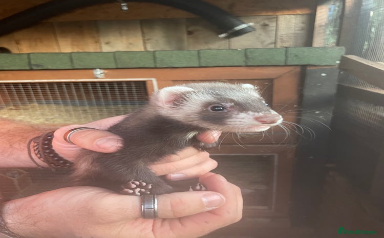 Ferret rodents - Advert 14