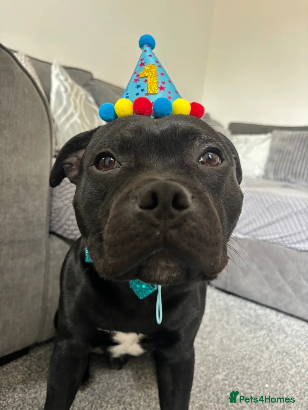 Staffordshire Bull Terrier dogs for stud: KC Registered Staffy for Stud 🐾  in Morpeth - Advert 7