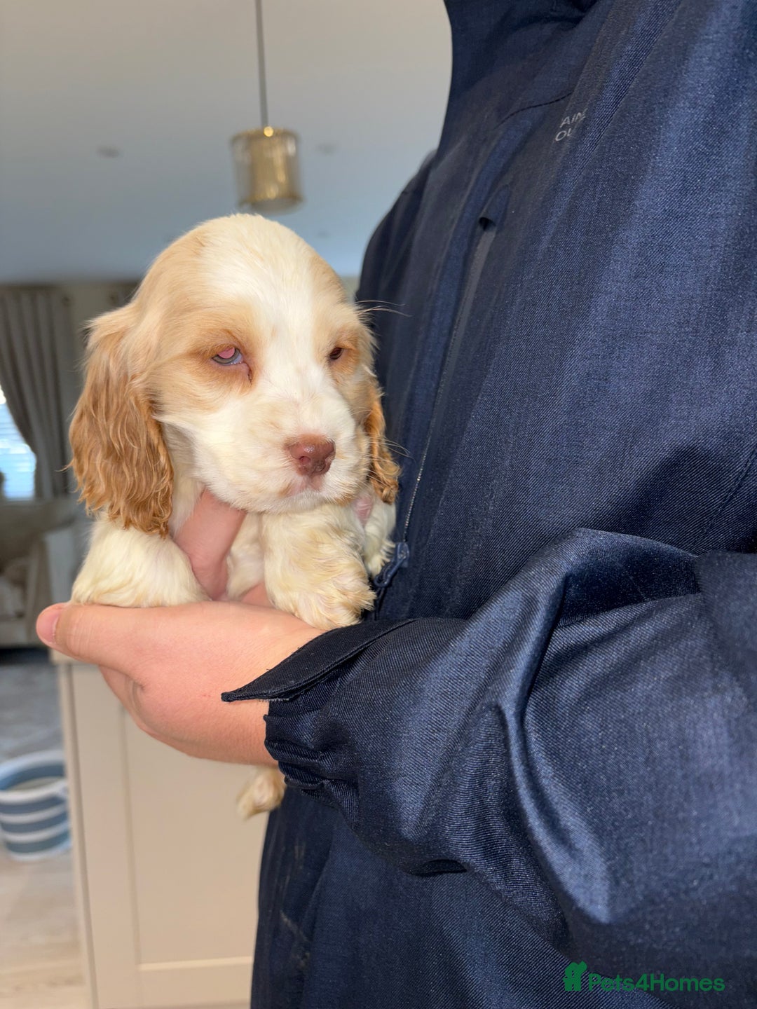 Cocker Spaniel dogs for sale: Stunning show type cocker spaniel puppies  - Advert 14